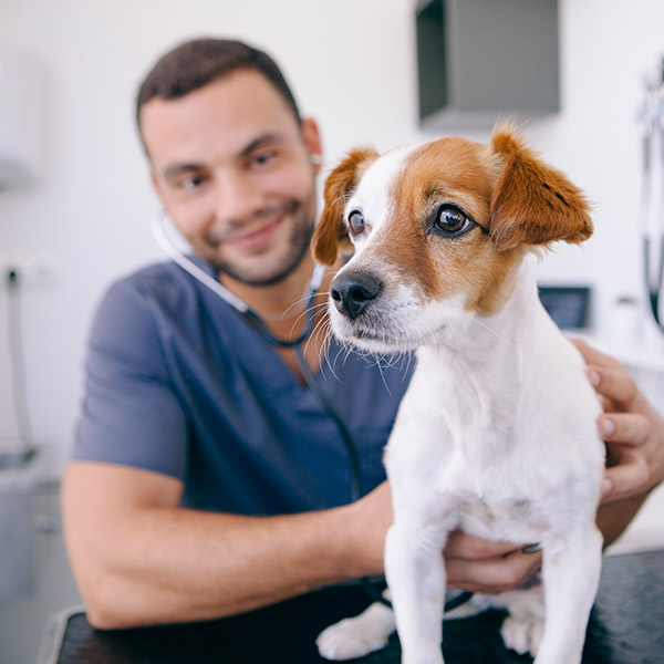 Tierarzt mit Hund